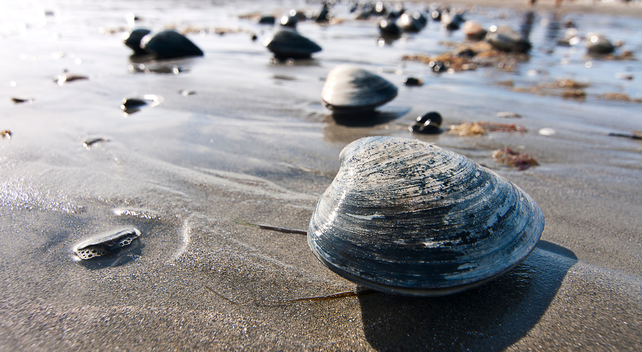 Clams on the Beach