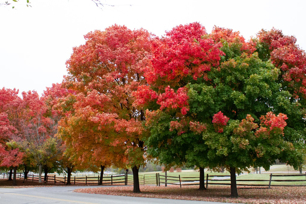 Fall autumn trees changing leaves