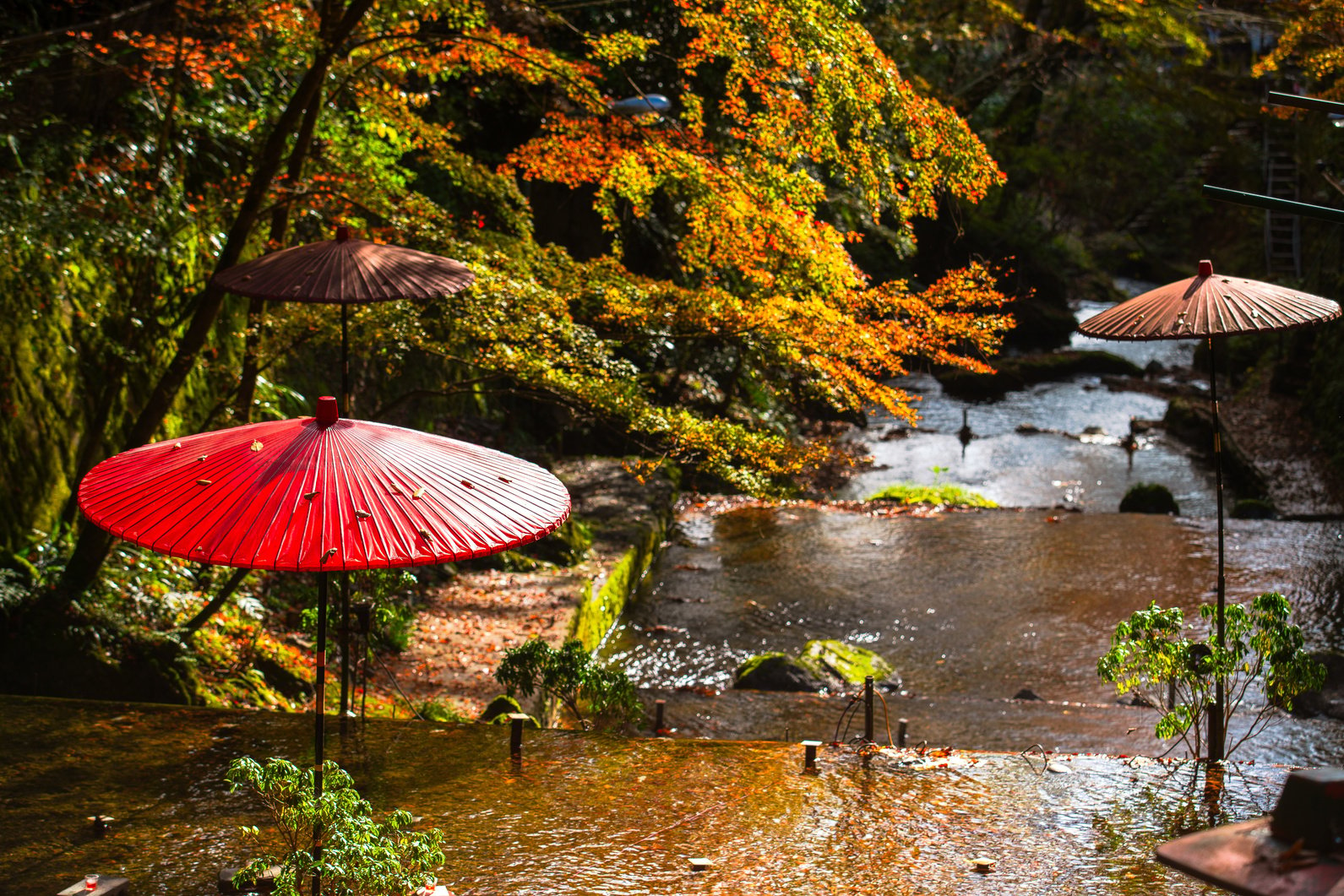 Autumn leaves on Mount Kurama