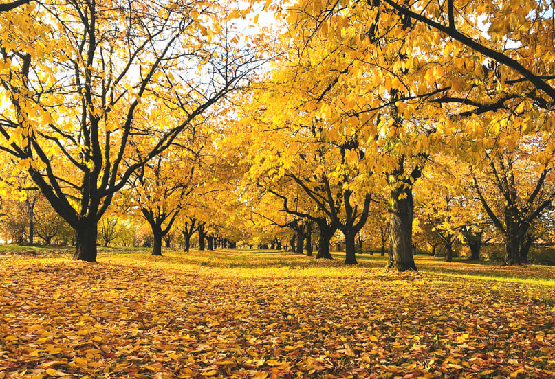 Autumn trees,Autumn landcape,autumn leaves, autumn season,