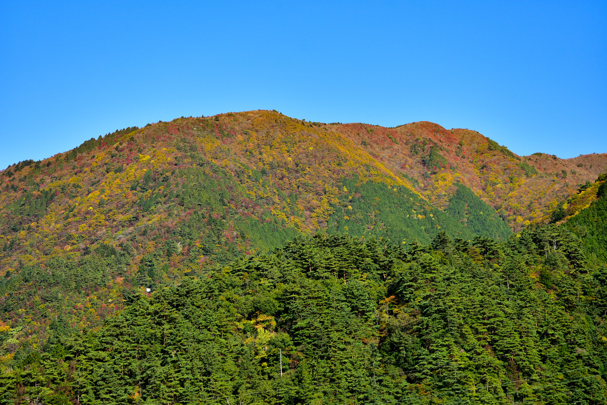 A mountain of autumn leaves that is beginning to color in autumn in Japan